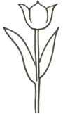 Tulpe Malvorlage - Ausmalbild schöne Tulpe