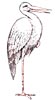 Storch Malvorlage - ausmalbild Klapperstorch