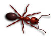 Mittel gegen Ameisen