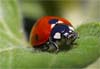 Mittel gegen Blattl�use