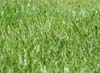 Saat Rasen Gras